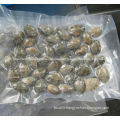 High quality frozen boiled vacuum packed baby clam